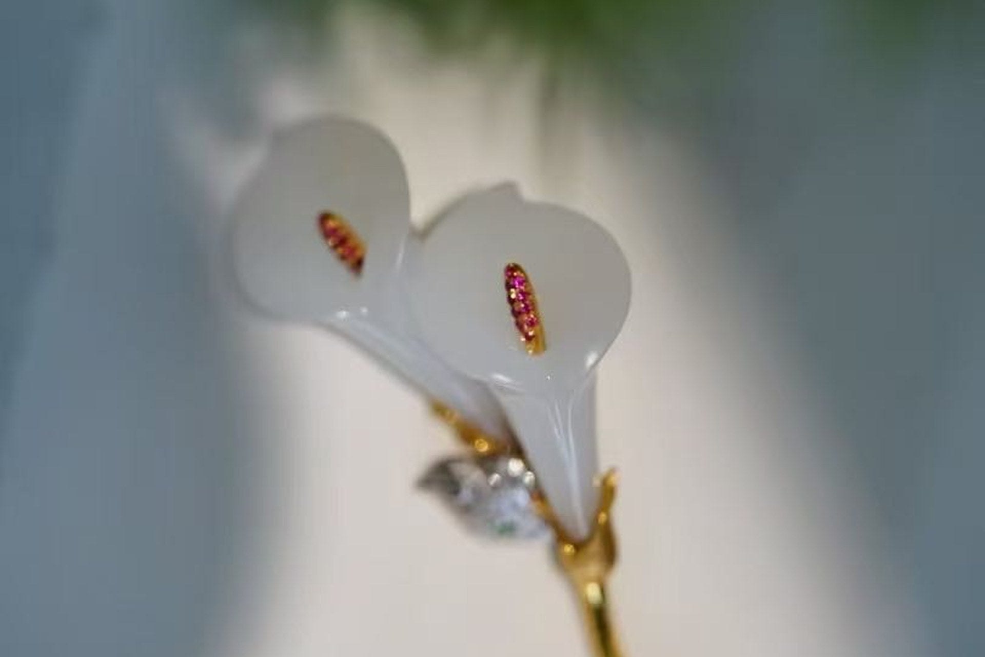 Two white calla lilies on a gold-coloured stem against a soft blurred background