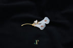 ATELIER 036 · Suet White — nephrite jade brooch, lying flat